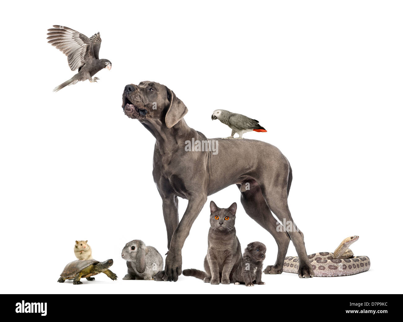 https www alamy com stock photo group of animals including dogs cats birds snake and rabbit against 56424240 html