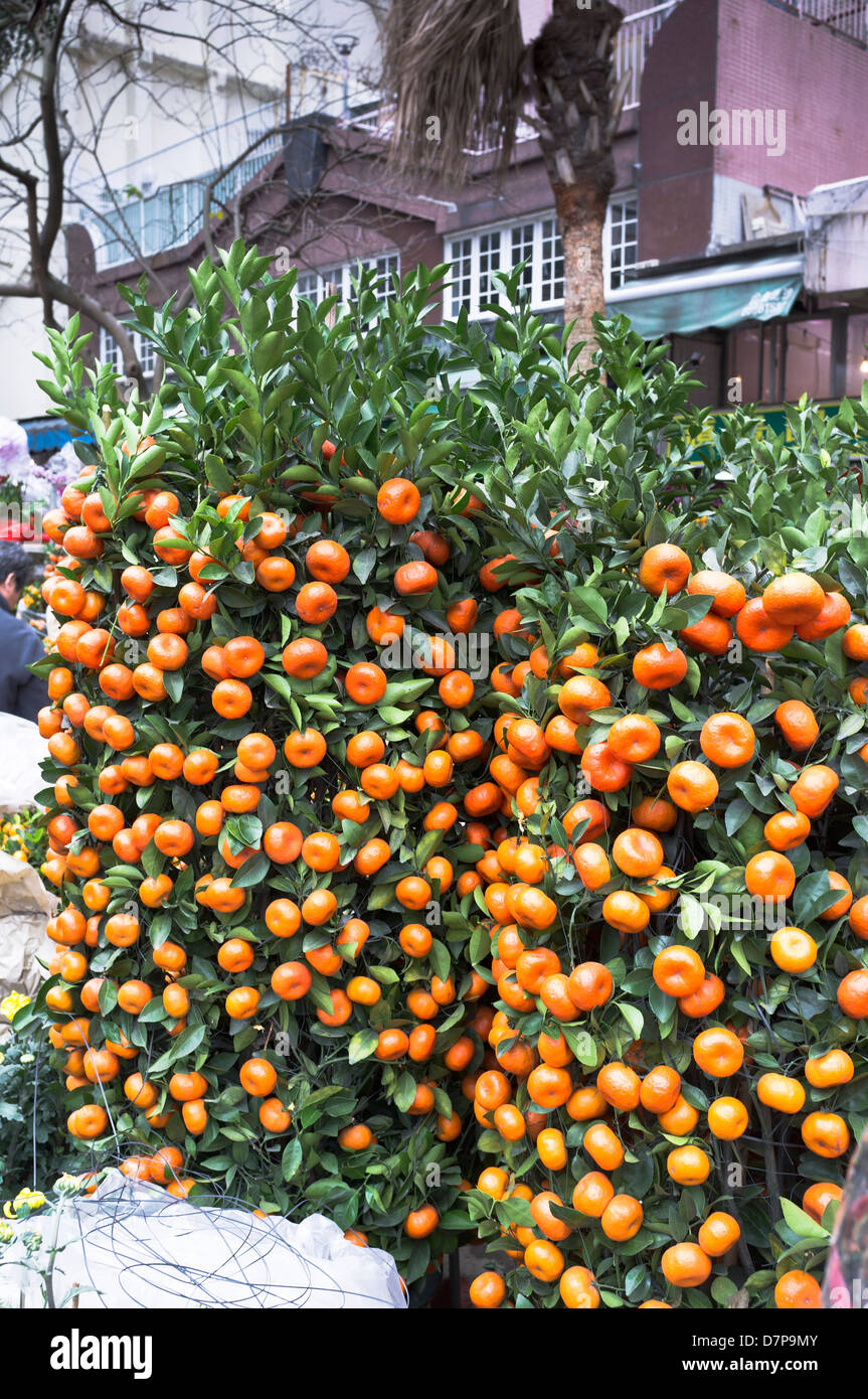 dh Flower Market MONG KOK HONG KONG Chinese New Year minature trees market stall display small Orange tree fruit Stock Photo