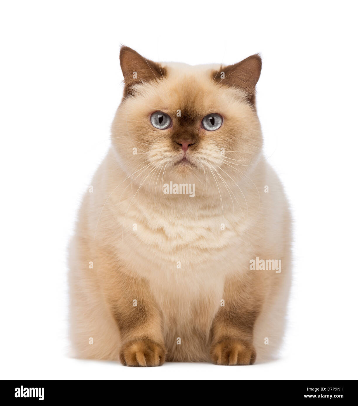 British Shorthair Kittens For Sale Melbourne Trading Post informacionpublica.svet.gob.gt