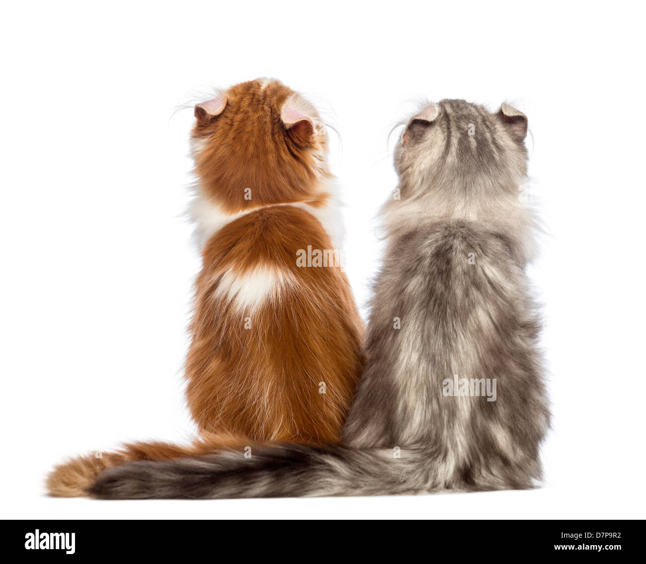 Rear view of two American Curl kittens, 3 months old, sitting and looking up against white background Stock Photo