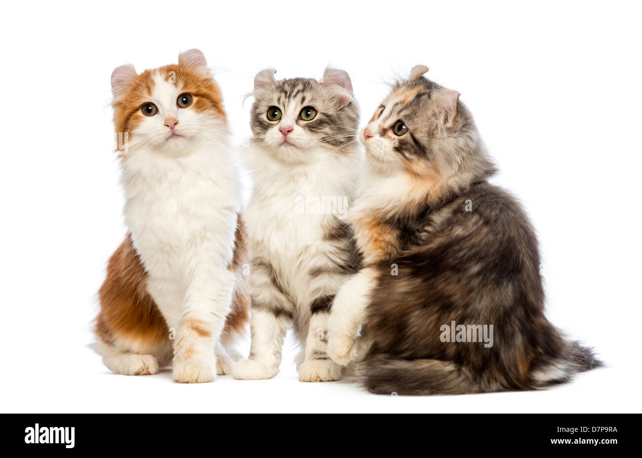 Three American Curl kittens, 3 months old, sitting and looking away and at the camera against white background Stock Photo