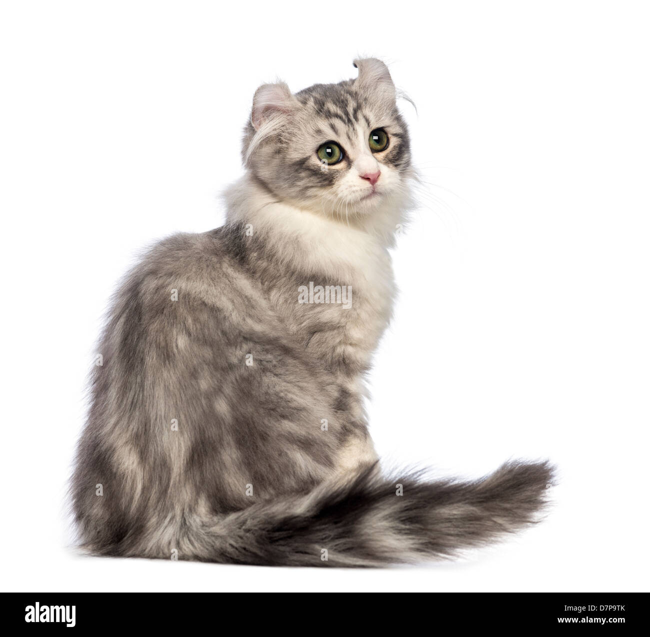 American Curl kitten, 3 months old, sitting and looking away against