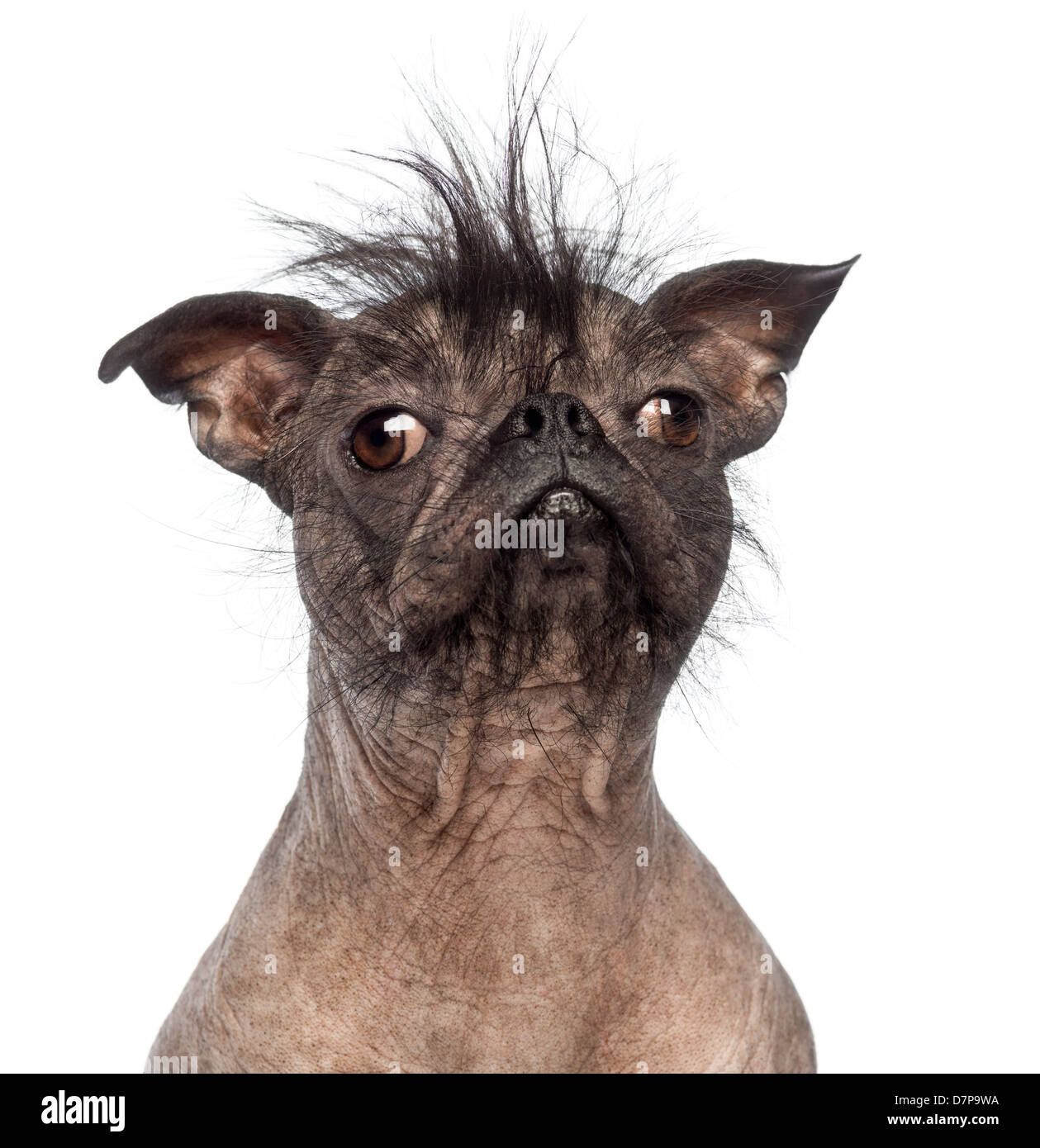 Hairless mixed breed dog,  a cross between a French bulldog and a Chinese Crested Dog against white background Stock Photo