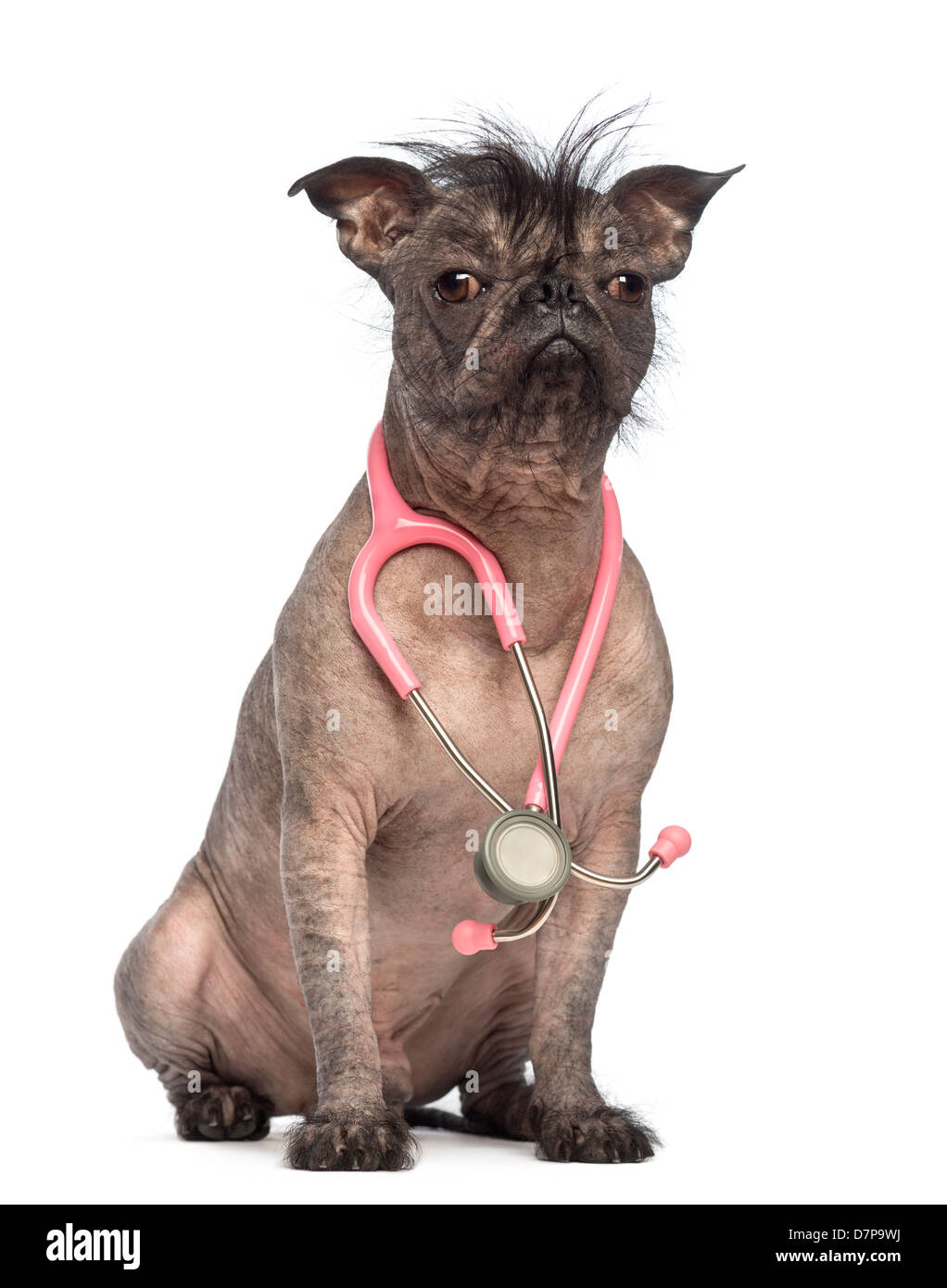 Hairless Mixed breed, a cross between a French Bulldog and Chinese Crested Dog, wearing stethoscope against white background Stock Photo
