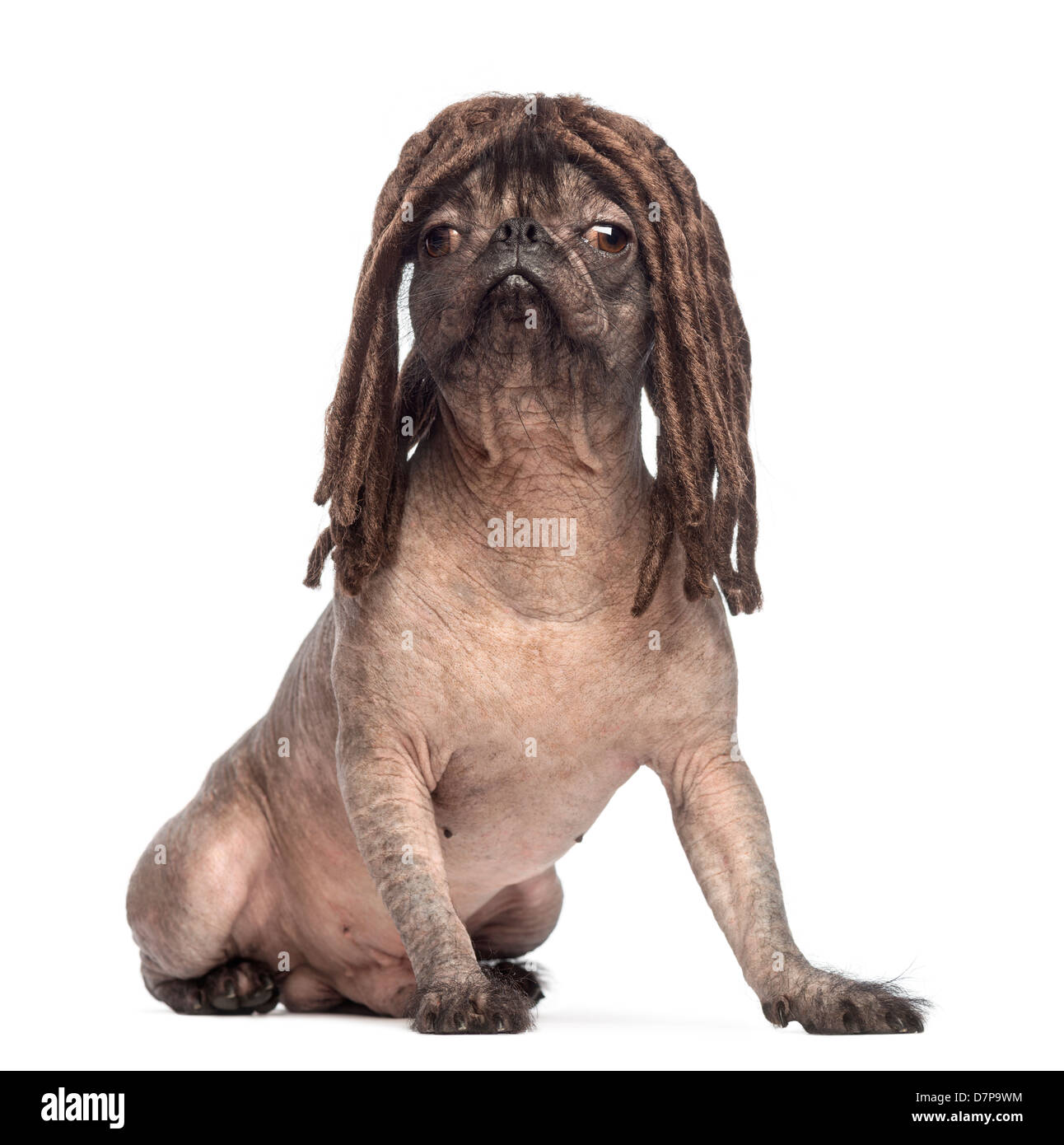 Hairless Mixed breed, a cross between a French Bulldog and Chinese Crested Dog, wearing dreadlock wig against white background Stock Photo