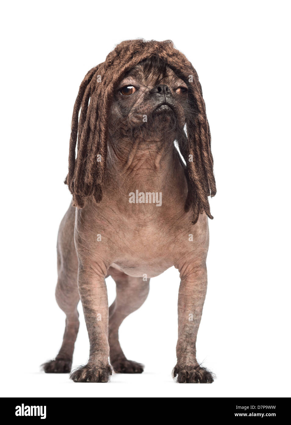 Hairless Mixed breed, a cross between a French Bulldog and Chinese Crested Dog, wearing dreadlock wig against white background Stock Photo