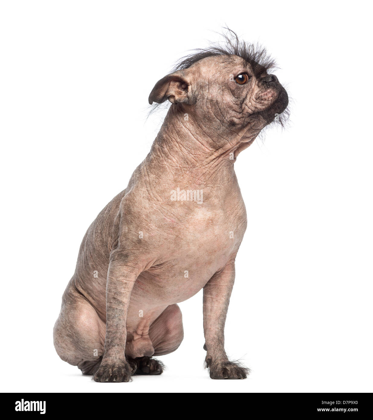 Hairless Mixed breed, a cross between a French Bulldog and Chinese Crested Dog, looking away against white background Stock Photo