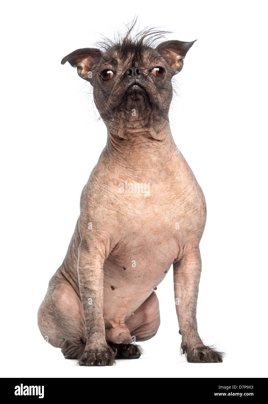 Hairless Mixed breed, a cross between a French Bulldog and Chinese Crested Dog, portrait against white background Stock Photo
