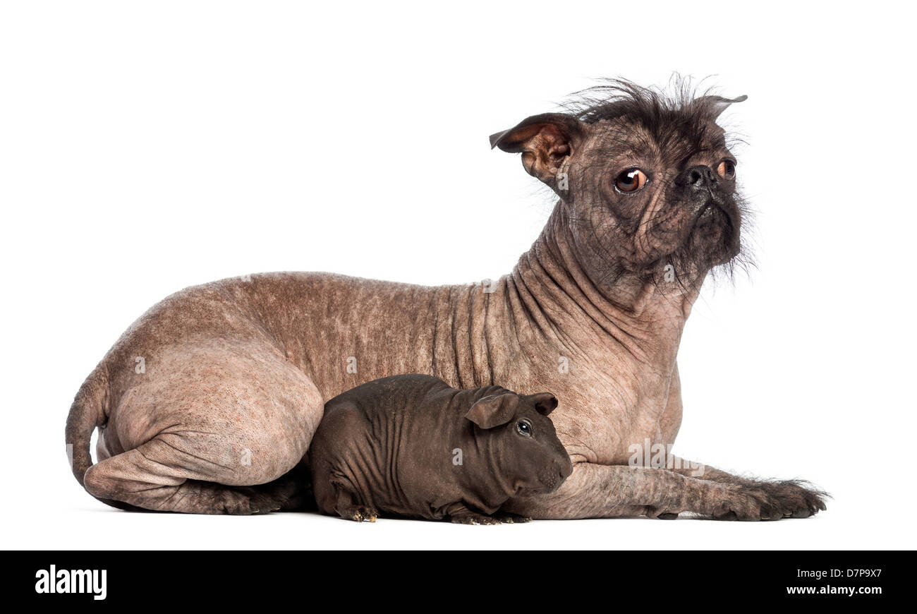 Hairless Mixed breed, a cross between a French Bulldog and Chinese Crested Dog, lying with a hairless guinea pig Stock Photo