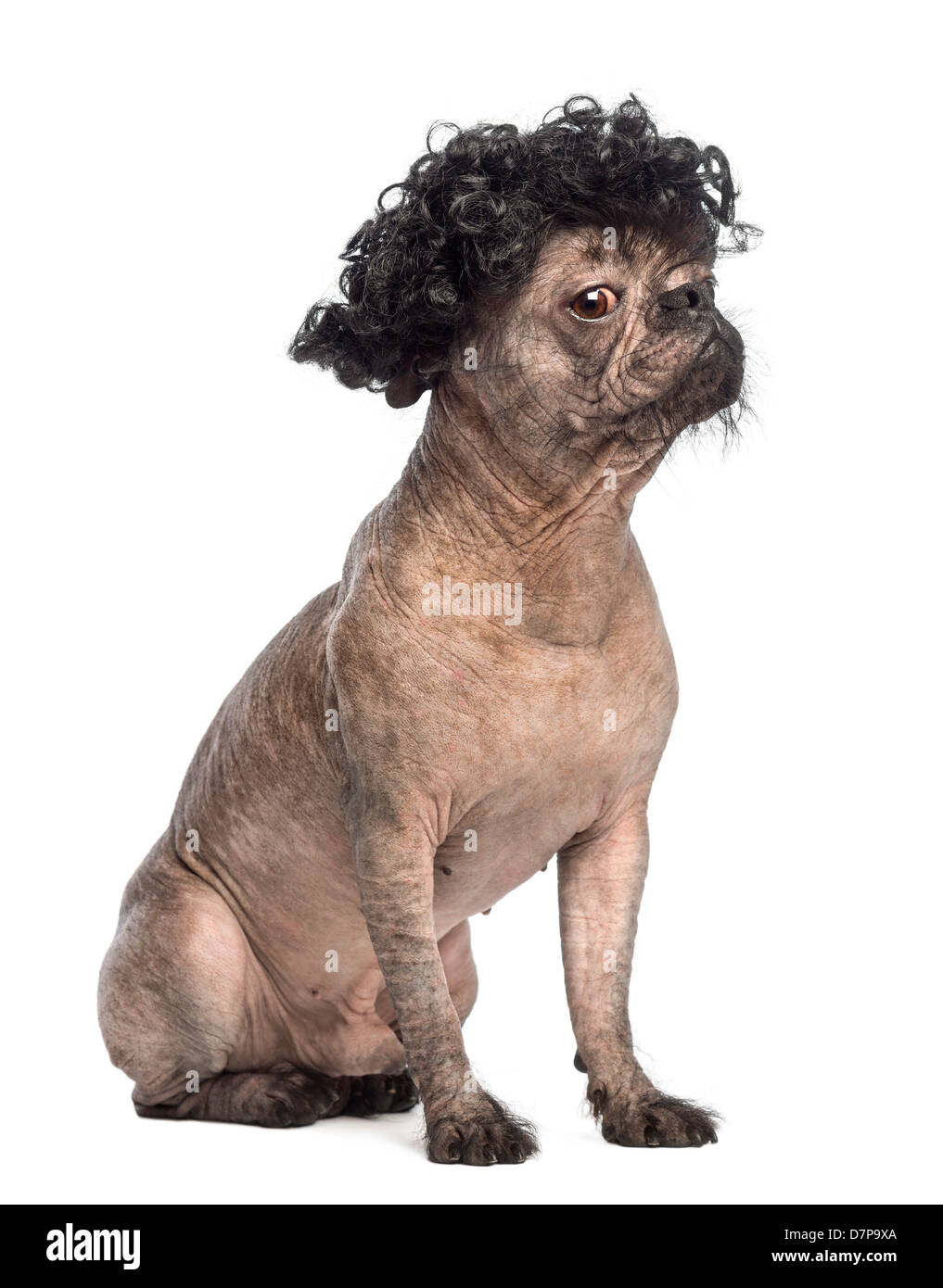 Hairless Mixed breed, a cross between a French Bulldog and Chinese Crested Dog, wearing wig against white background Stock Photo