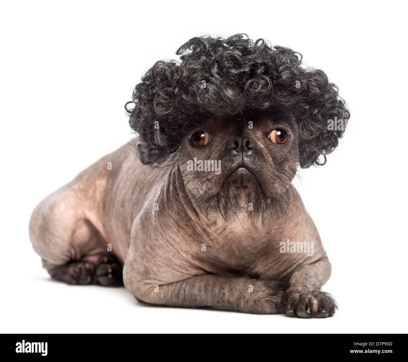 Hairless Mixed breed, a cross between a French Bulldog and Chinese Crested Dog, wearing wig against white background Stock Photo