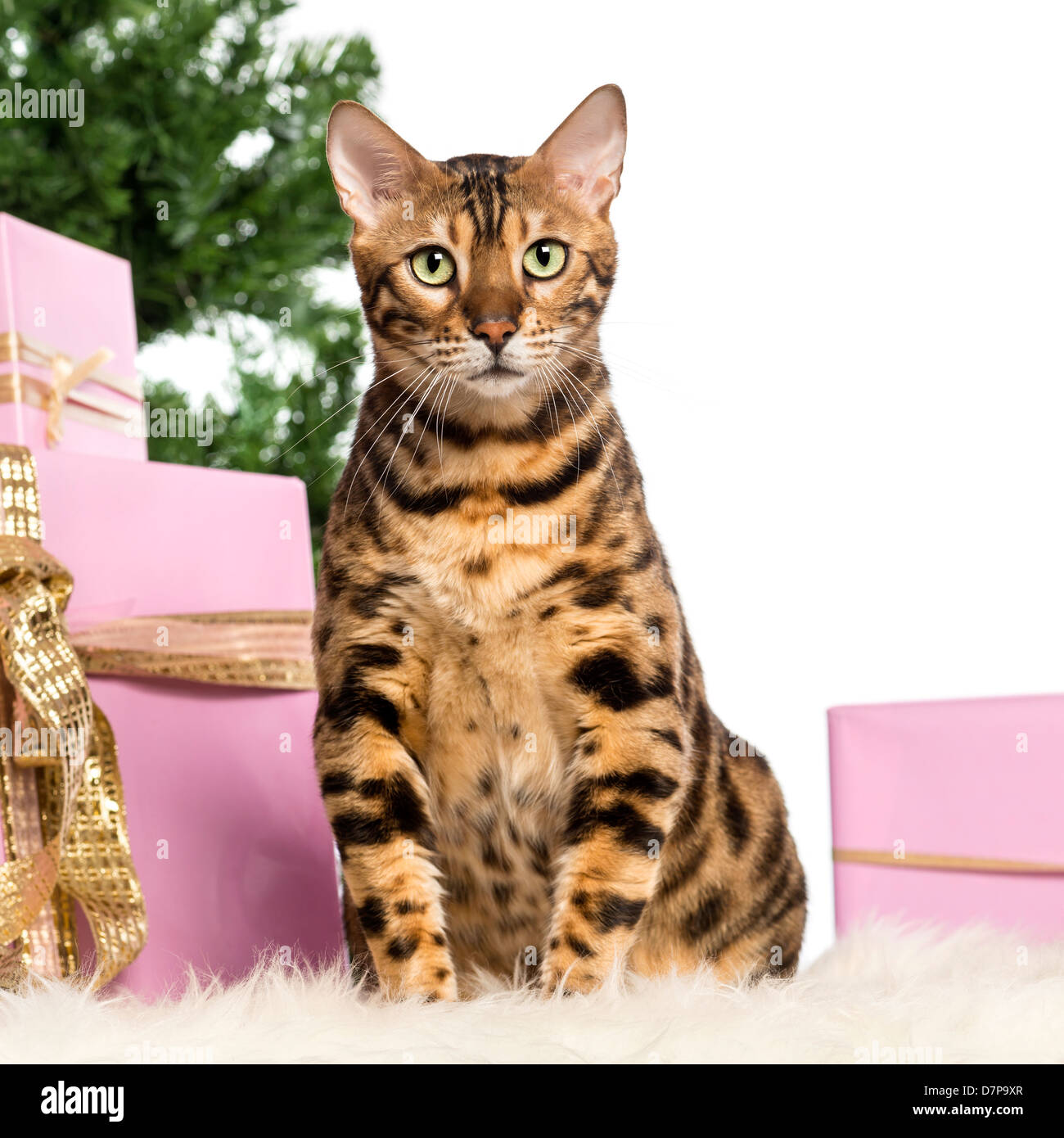 Bengal cat sitting with Christmas gifts in front of white background Stock Photo