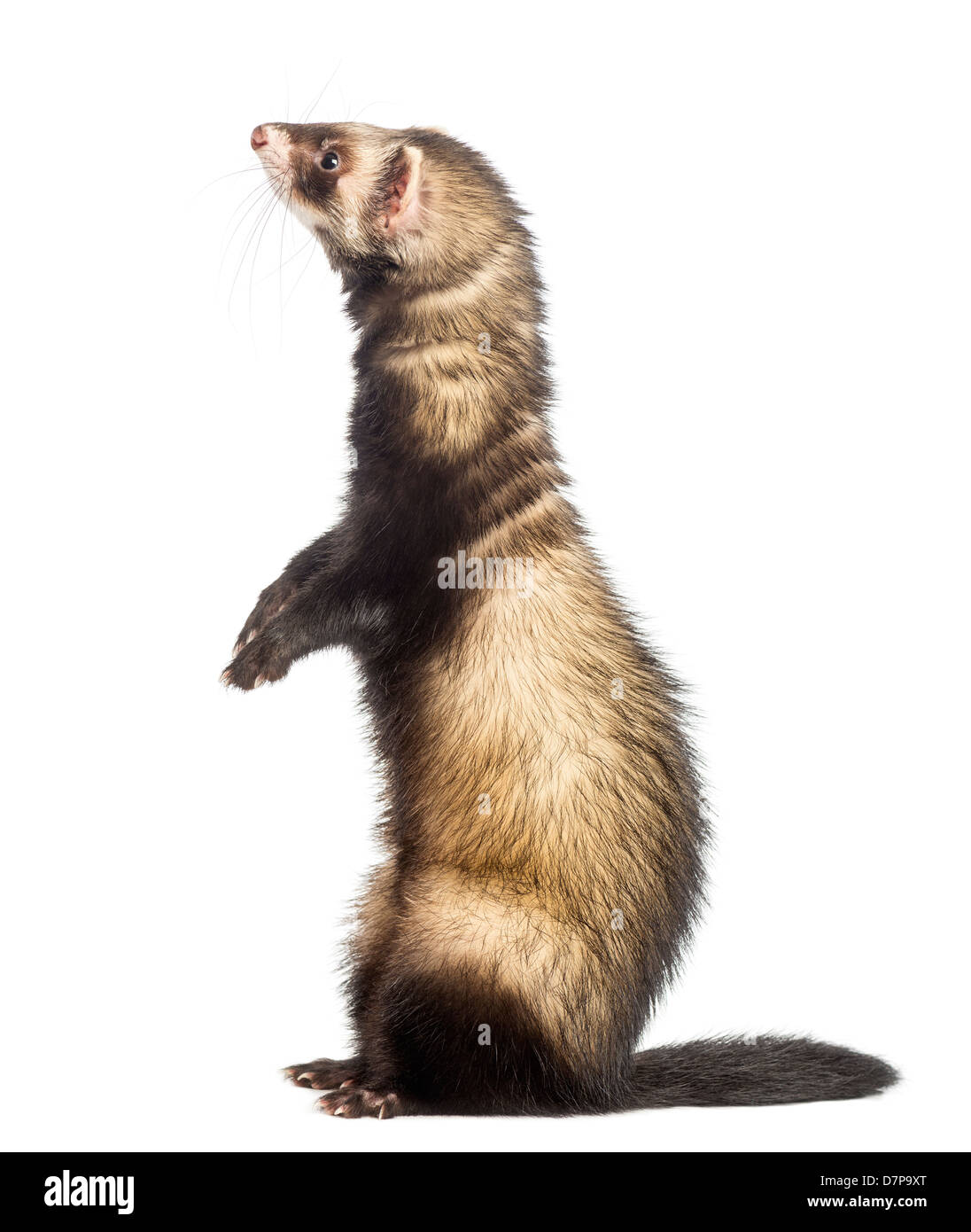 Side view of a Ferret, Mustela putorius furo, standing on hind legs and looking up, against white background Stock Photo