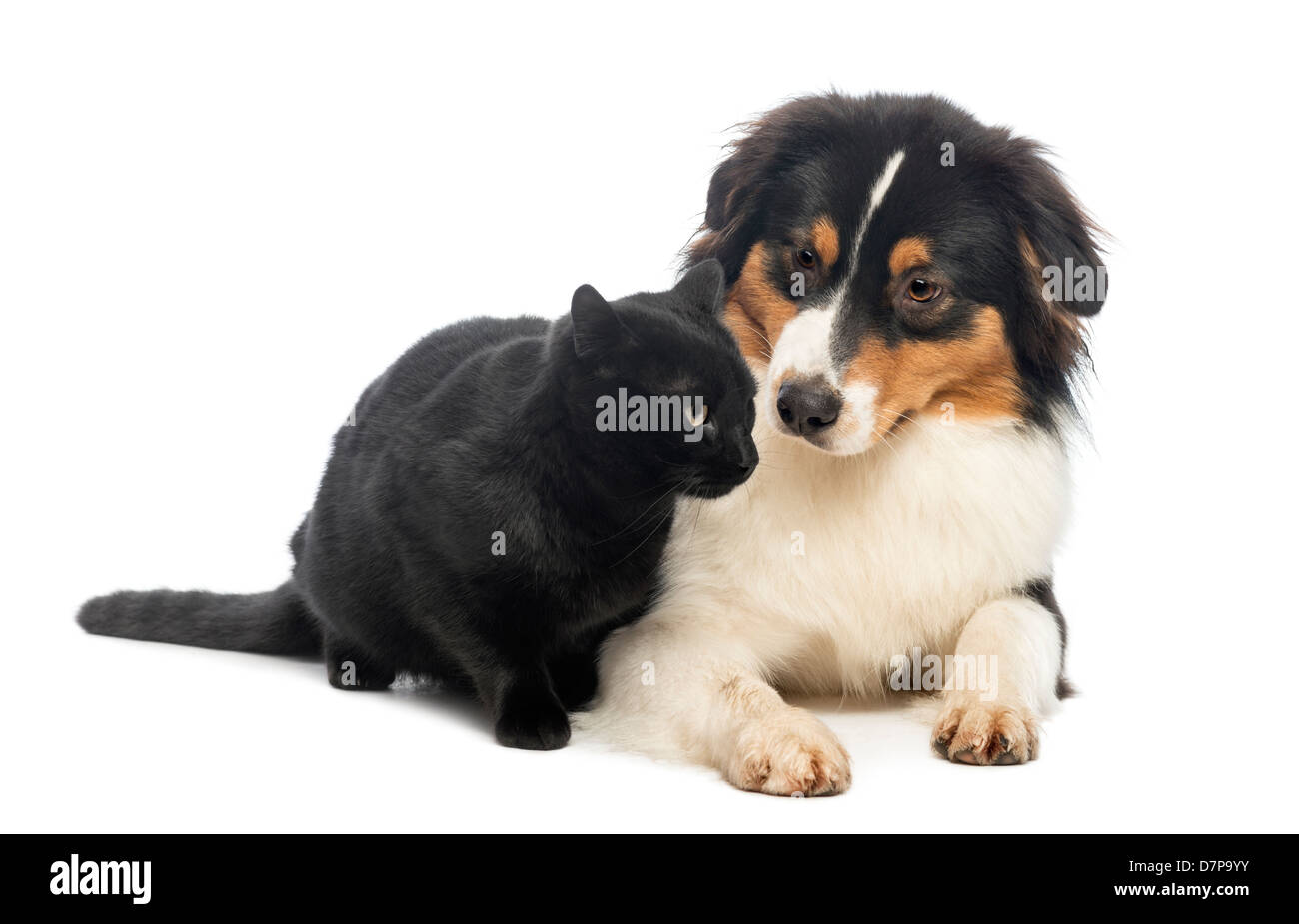 Australian Shepherd lying and looking at a Black Cat in front of white background Stock Photo