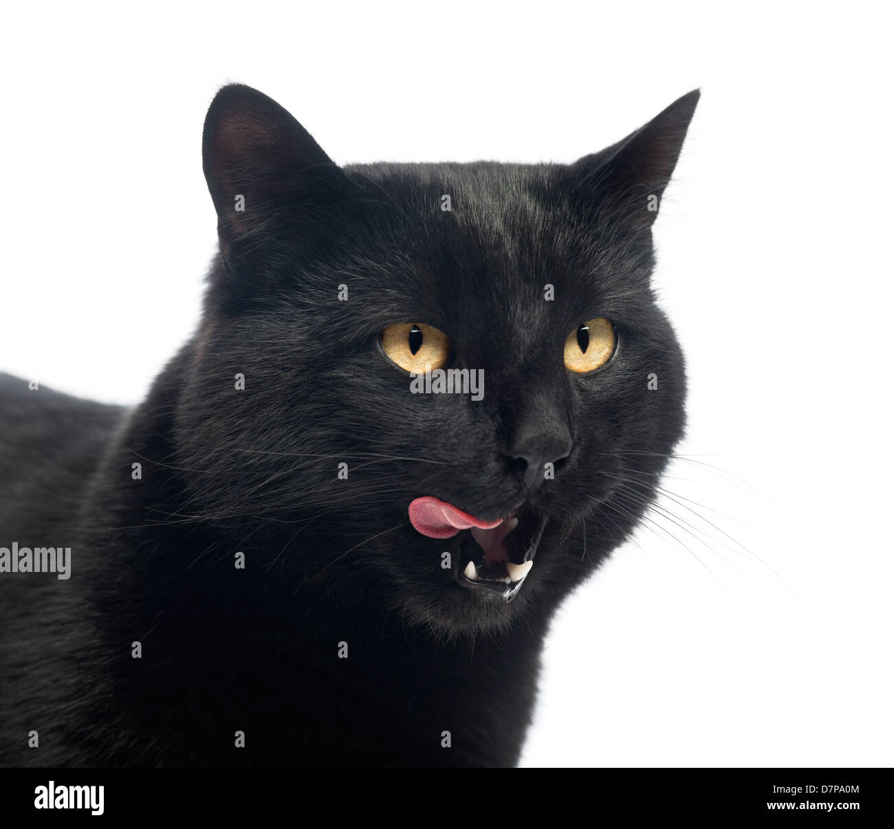 Black cat licking lips against white background Stock Photo