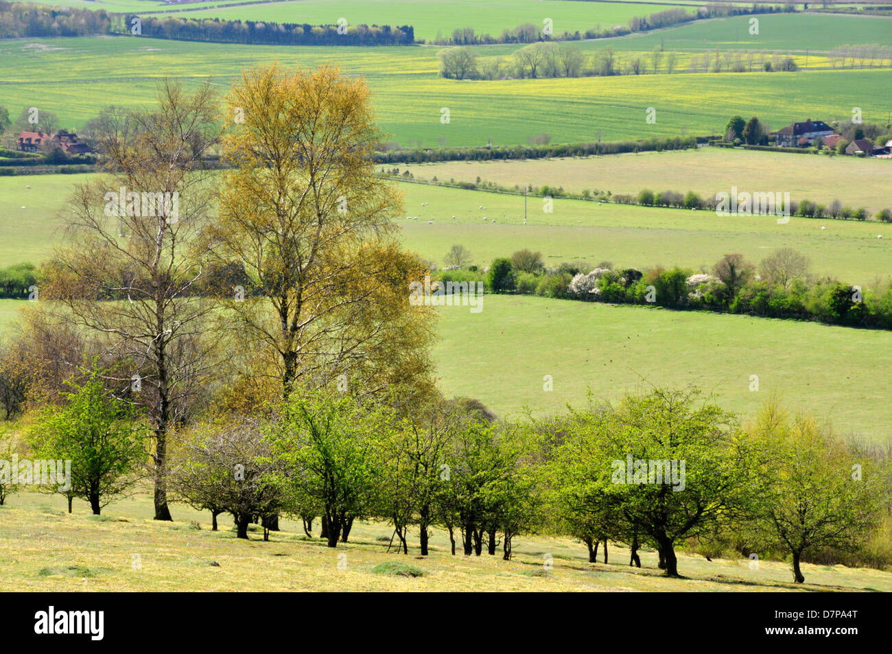 Bucks - Chiltern Hills - on Watlington Hill - view over the countryside - spring time trees - hedgerows - sunlight. Stock Photo