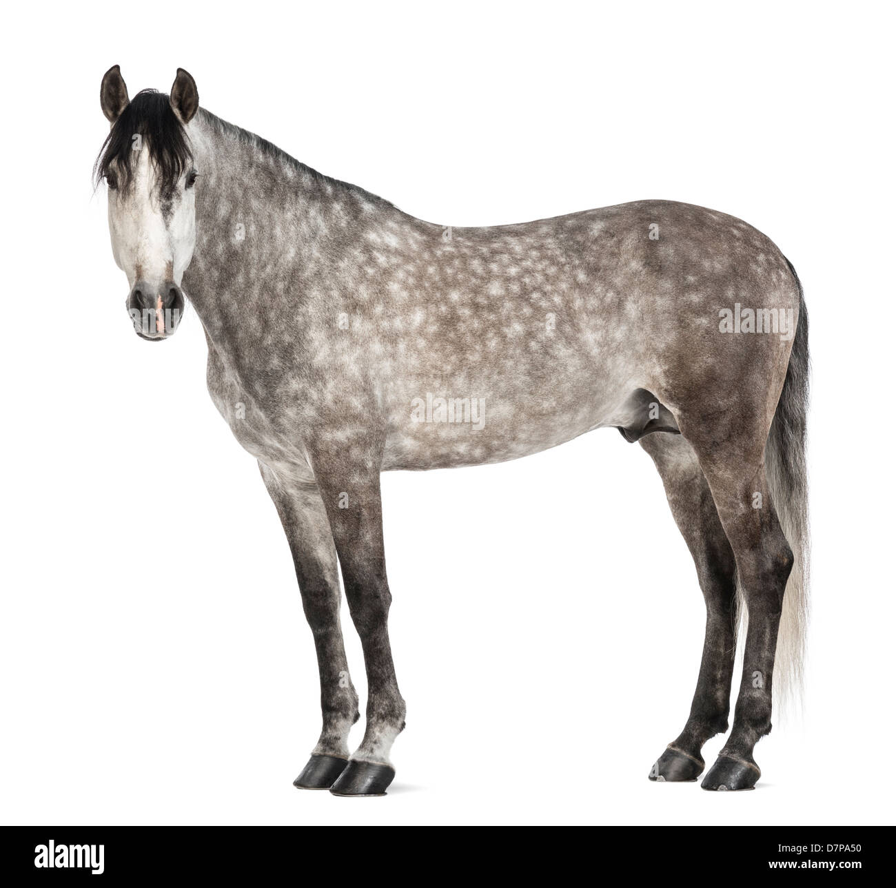 Andalusian looking away, 7 years old, also known as the Pure Spanish Horse or PRE, against white background Stock Photo