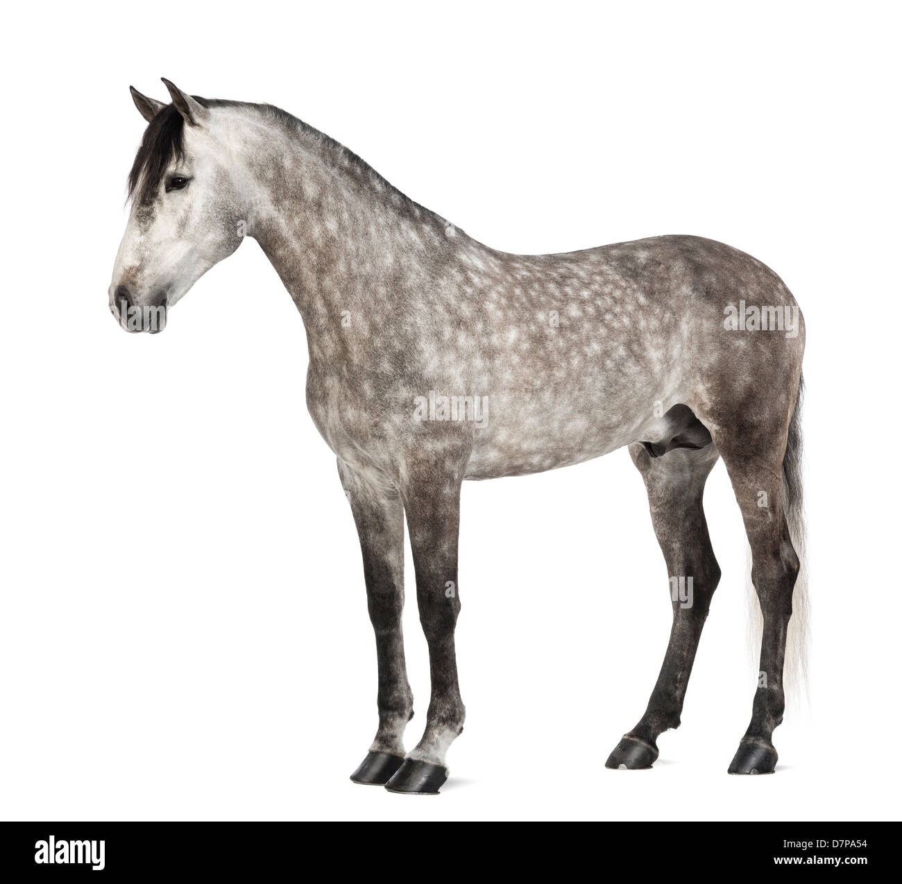 Andalusian looking away, 7 years old, also known as the Pure Spanish Horse or PRE, against white background Stock Photo