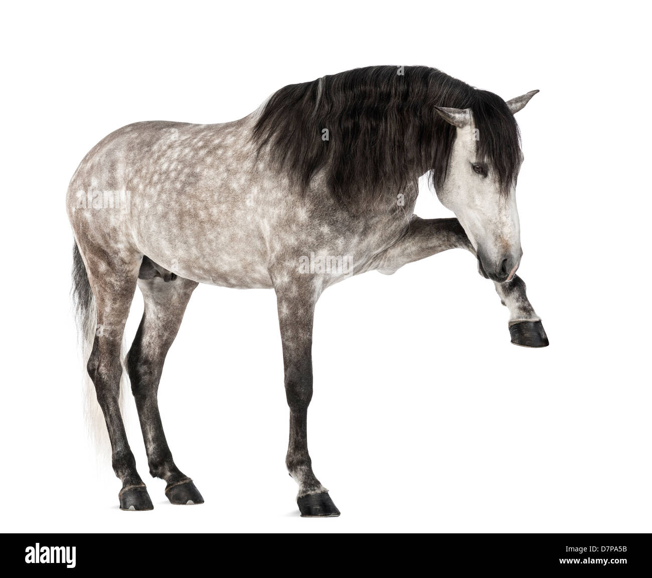 Andalusian raising leg, 7 years old, also known as the Pure Spanish Horse or PRE, against white background Stock Photo
