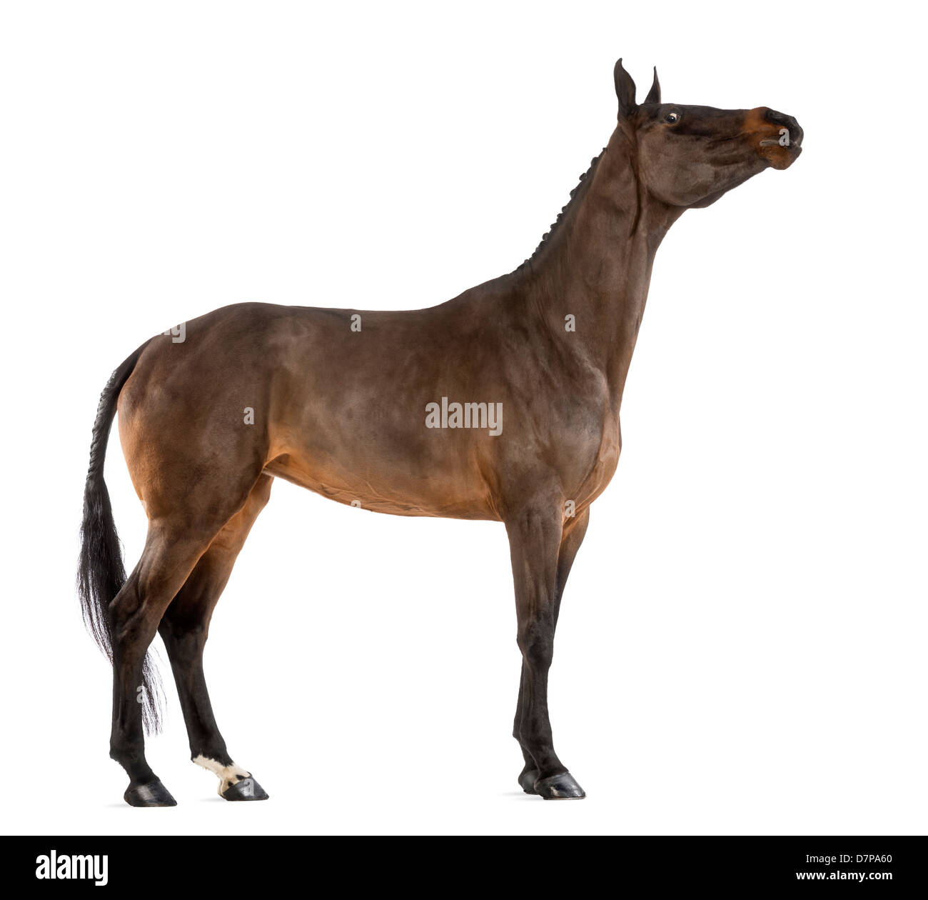 Female Belgian Warmblood , 4 years old, with mane braided with buttons stretching against white background Stock Photo