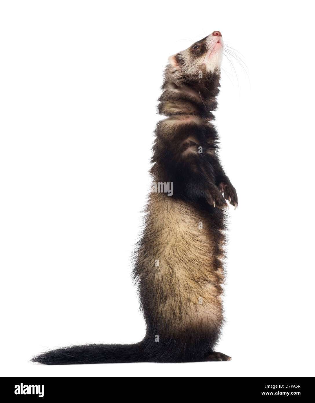 Side view of a Ferret, Mustela putorius furo, standing on hind legs and looking up, against white background Stock Photo