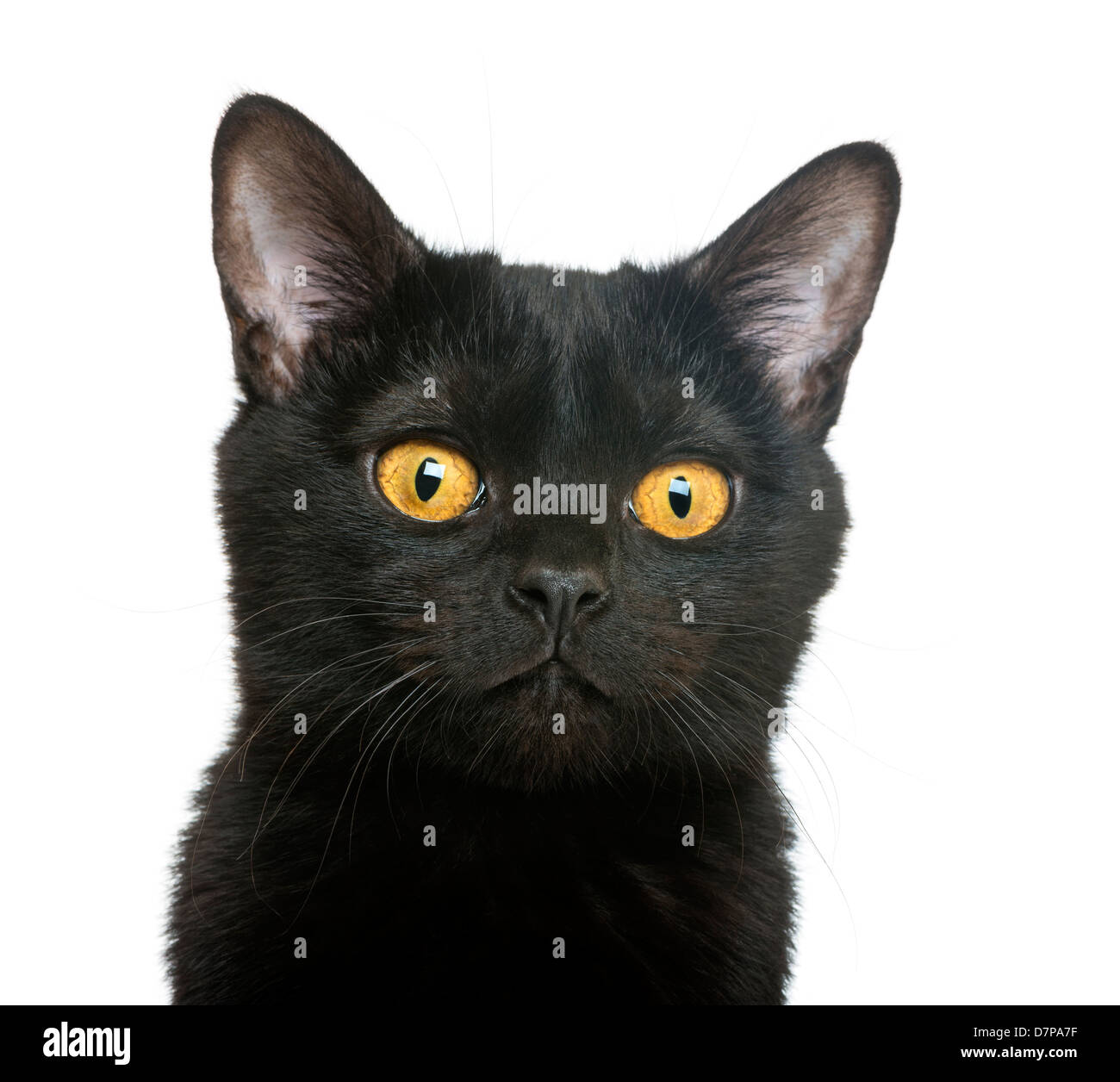 Bombay kitten discount