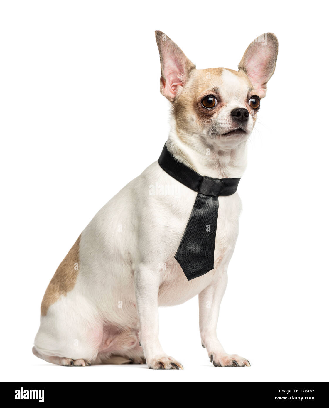 Chihuahua, 2 years old, sitting and wearing a tie against white background Stock Photo