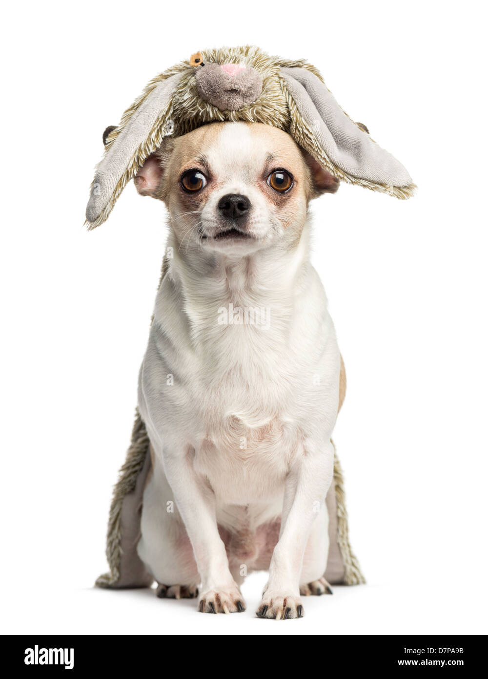 Chihuahua, 2 years old, sitting with a stuffed toy on its head against white background Stock Photo