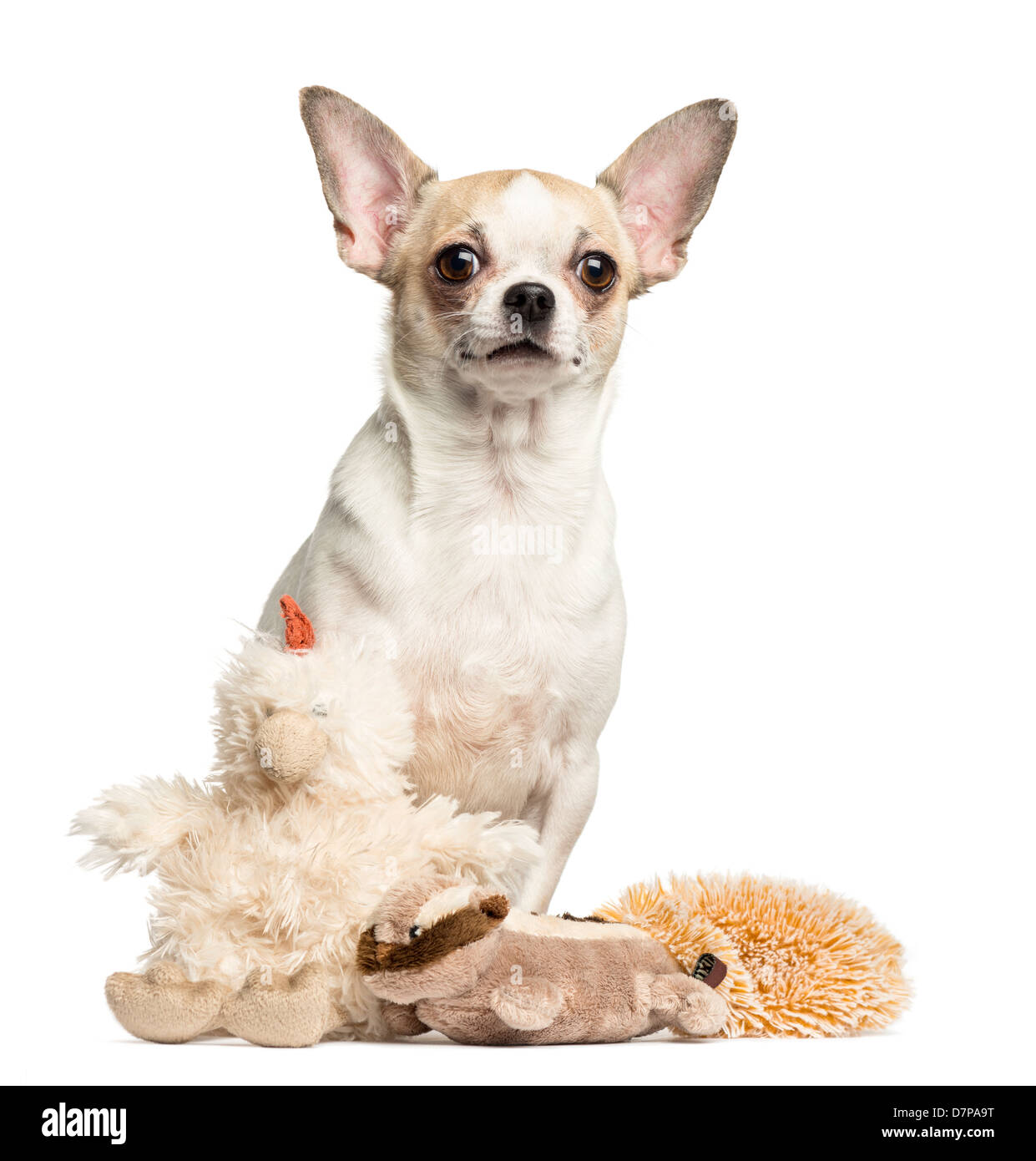 Chihuahua, 2 years old, sitting with stuffed toys against white background Stock Photo