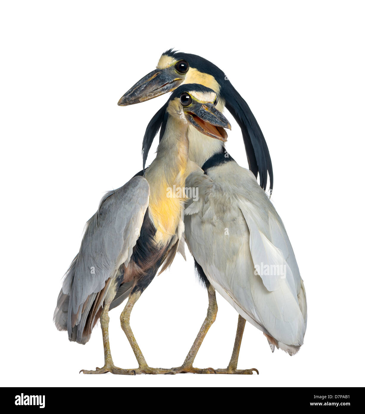 Boat-billed Herons, or Boatbills, Cochlearius cochlearius, in front of a white background Stock Photo