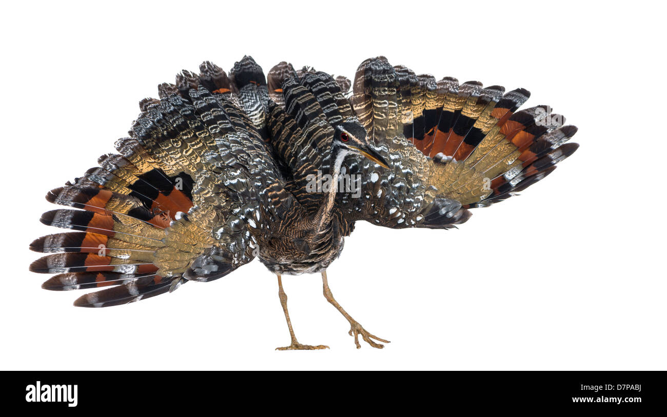 Sunbittern, Eurypyga helias, in front of a white background Stock Photo