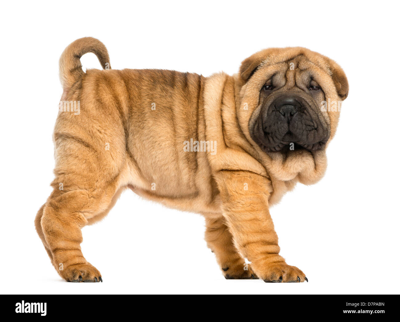 Shar pei puppy, 11 weeks old, standing against white background Stock Photo