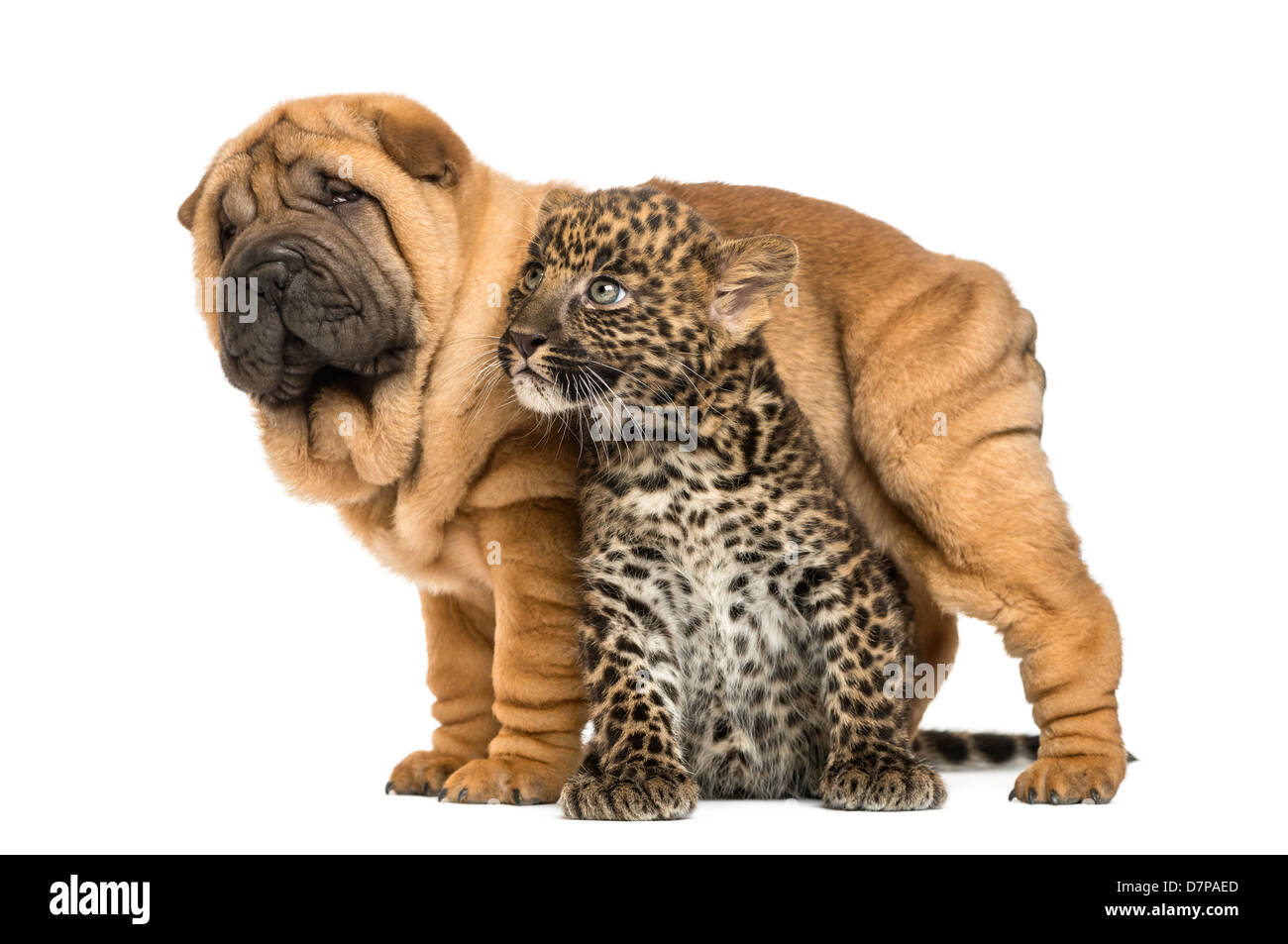 Shar pei puppy standing over a Spotted Leopard cub, Panthera pardus, against white background Stock Photo