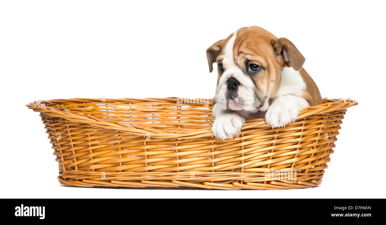 https://c8.alamy.com/comp/D7PAKN/english-bulldog-puppy-2-months-old-in-a-wicker-basket-against-white-D7PAKN.jpg