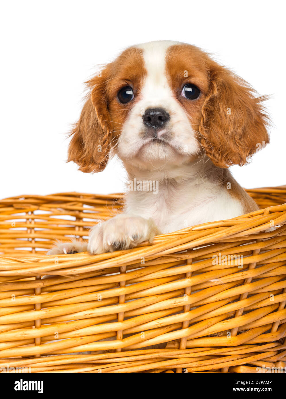 Cavalier King Charles Puppy, 2 months old, against white background Stock Photo