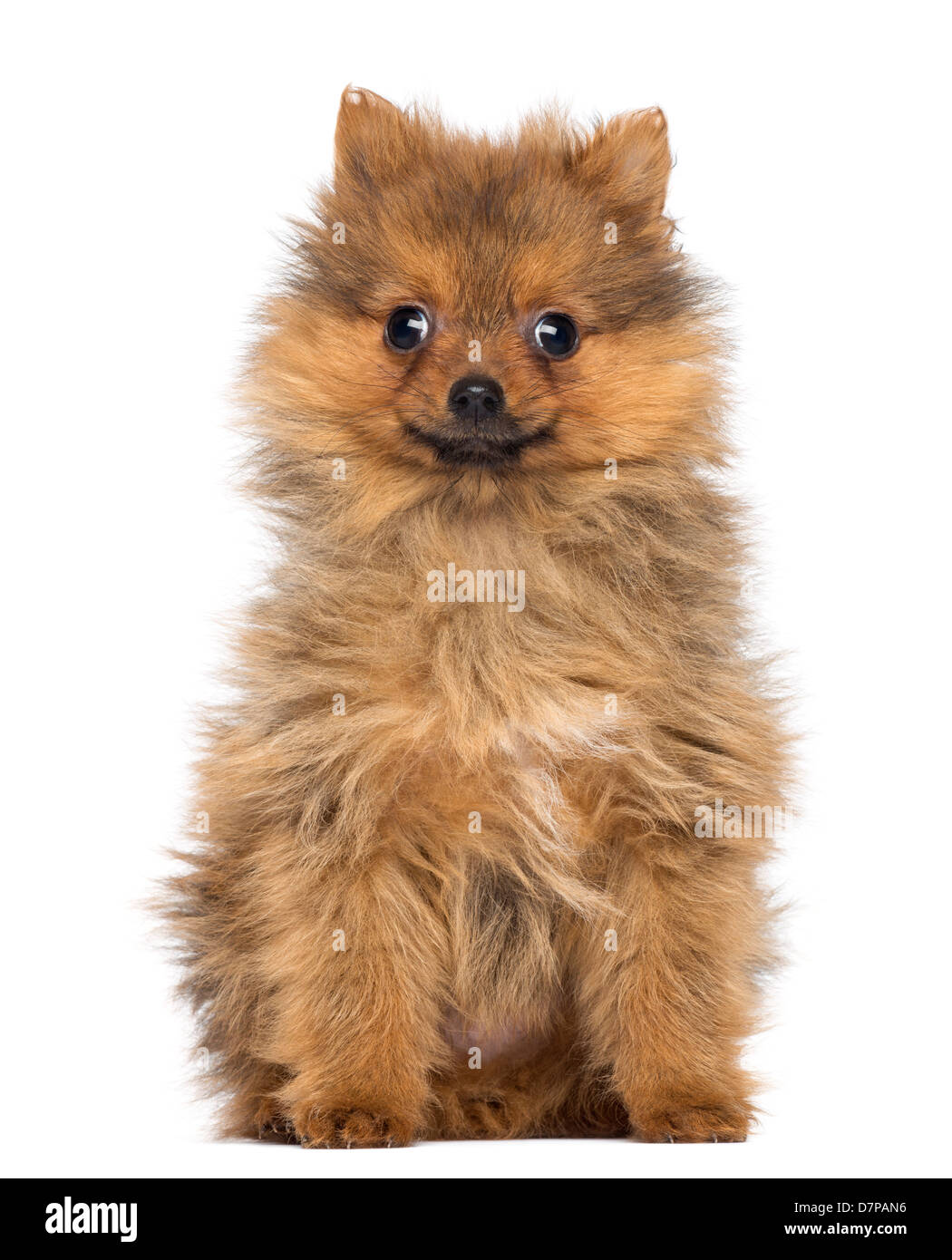 Smiling Pomeranian Puppy, 2 months old, sitting against white background Stock Photo