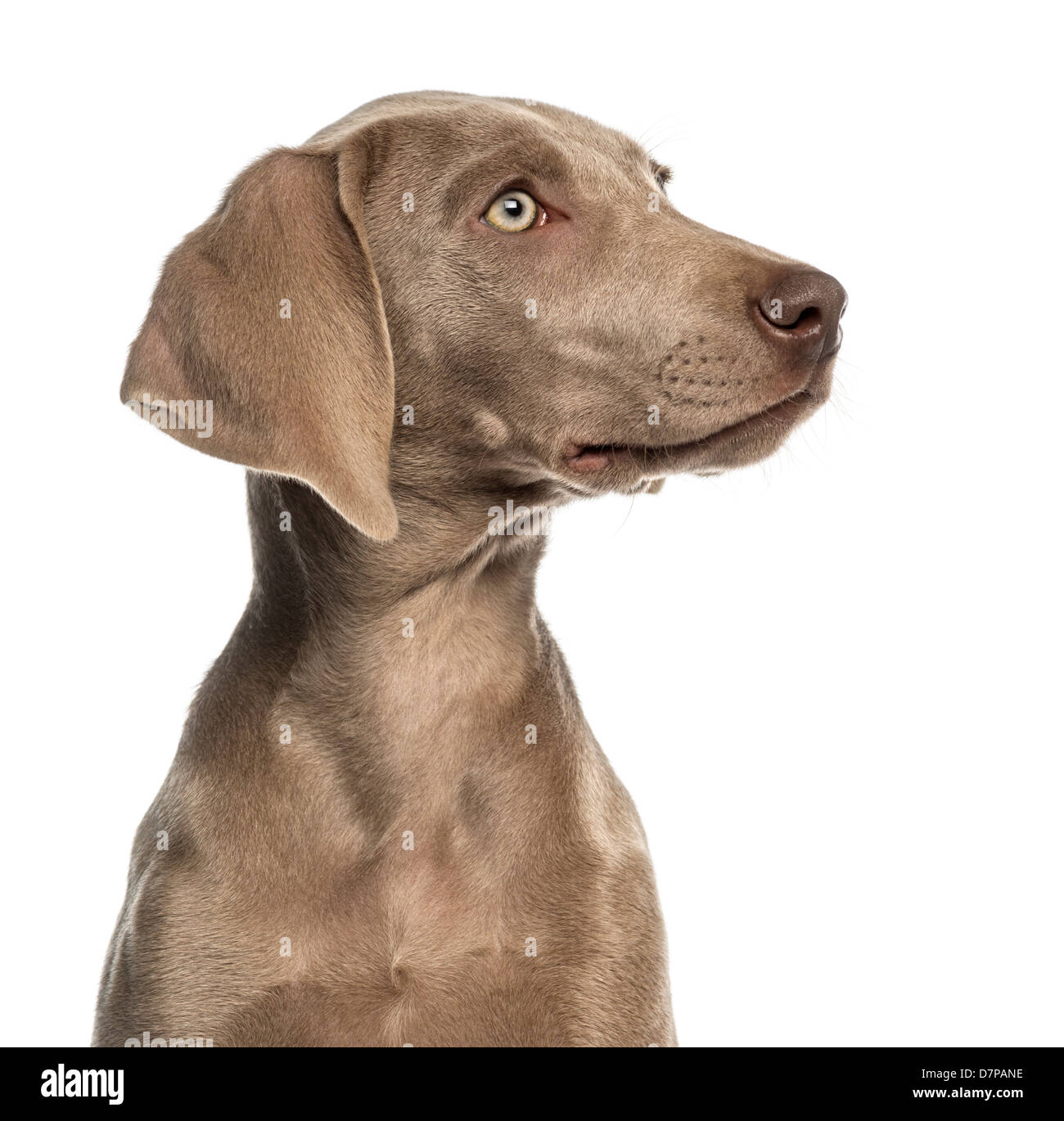 Close-up of a Weimaraner puppy profile, 2.5 months old, in front of white background Stock Photo
