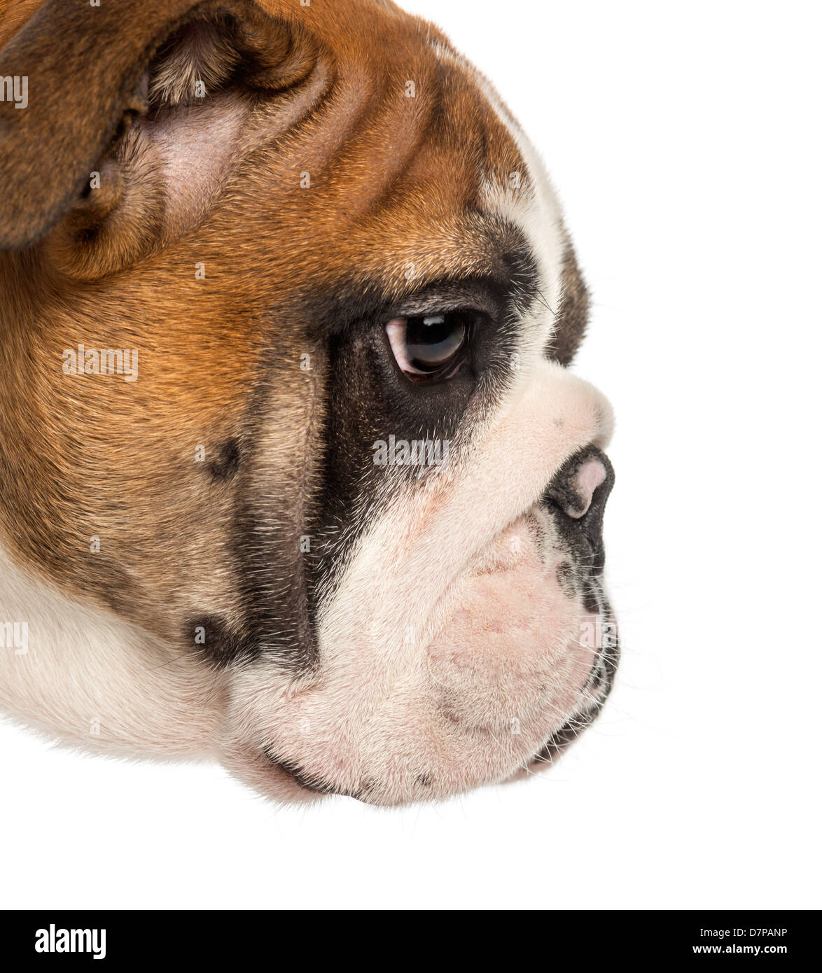 Close-up of English Bulldog puppy in profile, 3.5 months old, against white background Stock Photo