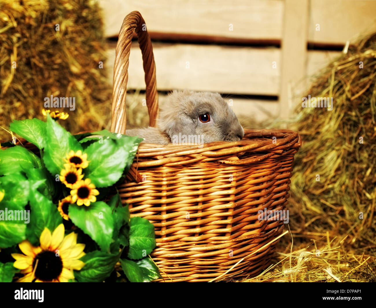 gray lop-earred rabbit in basket on hayloft Stock Photo