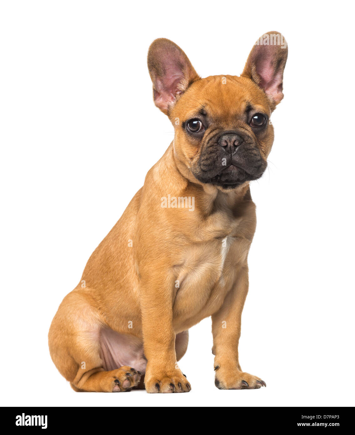 4 month old french bulldog