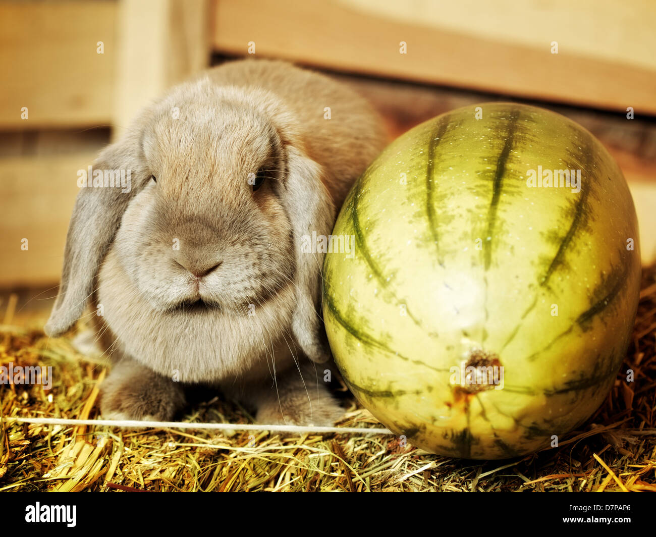 gray lop-earred rabbit on hayloft, rural scene Stock Photo