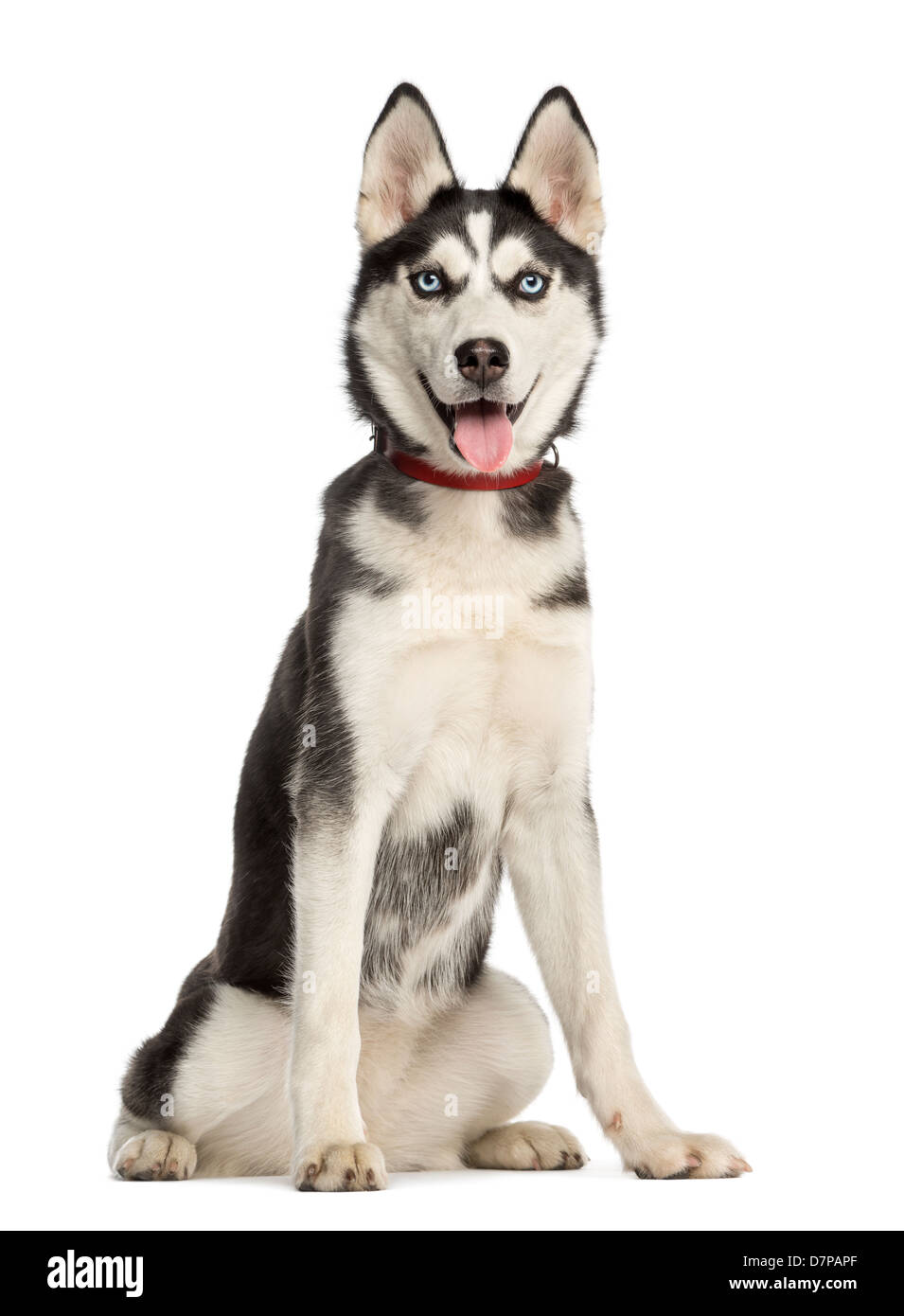 Siberian Husky puppy, 6 months old, sitting against white background Stock  Photo - Alamy