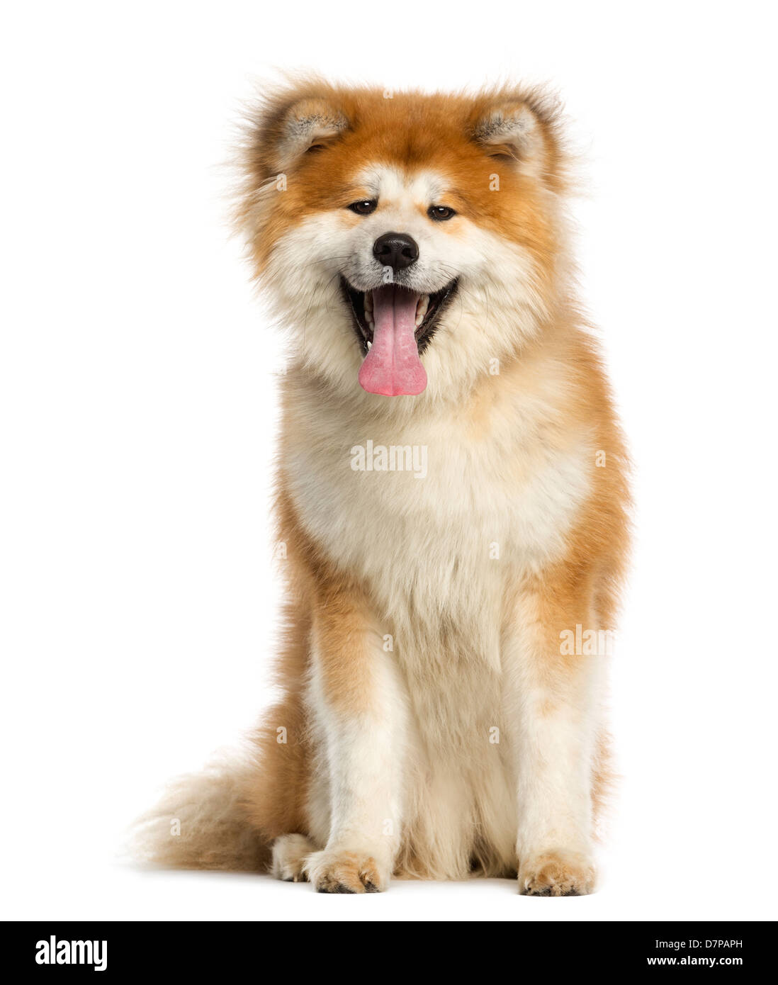 Akita Inu, 1 year old, sitting against white background Stock Photo - Alamy