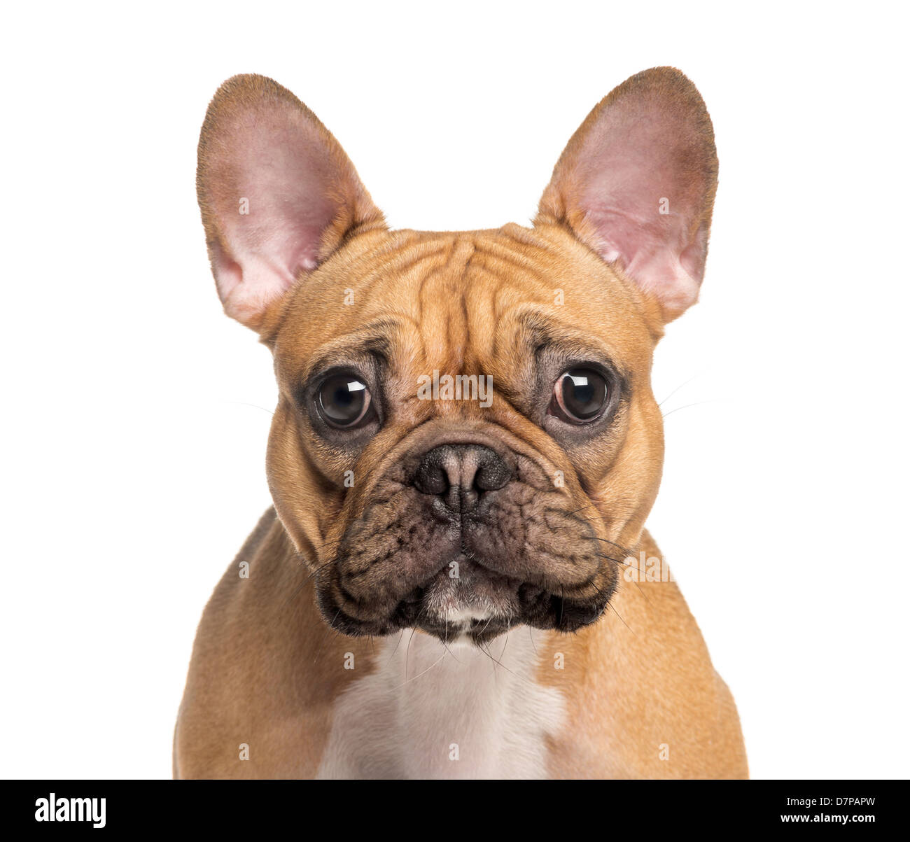 Head of a French Bulldog in front of white background Stock Photo