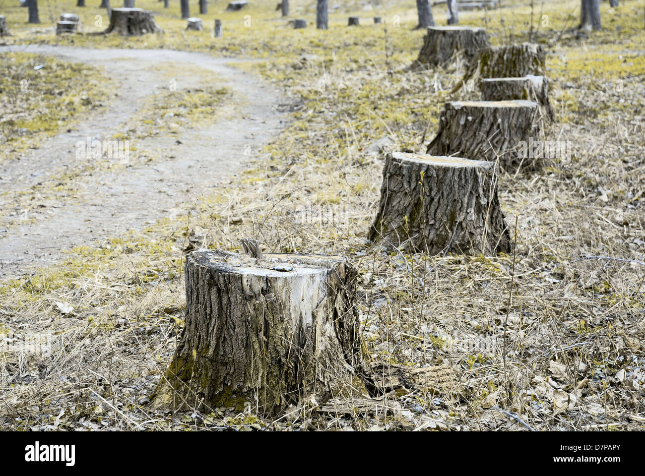 stumps of felled poplars along the walkway in park Stock Photo