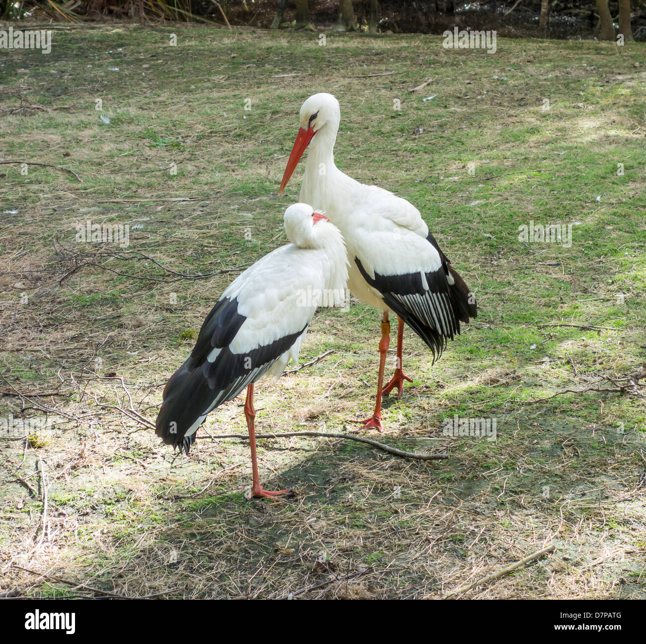 Pair White Storks Woodland Wildlife Park Herne Bay Stock Photo