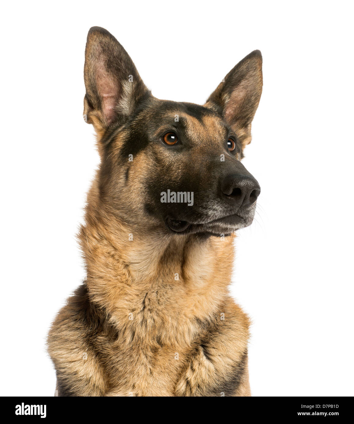 Close-up of a German shepherd looking away, 4.5 years old, against white background Stock Photo