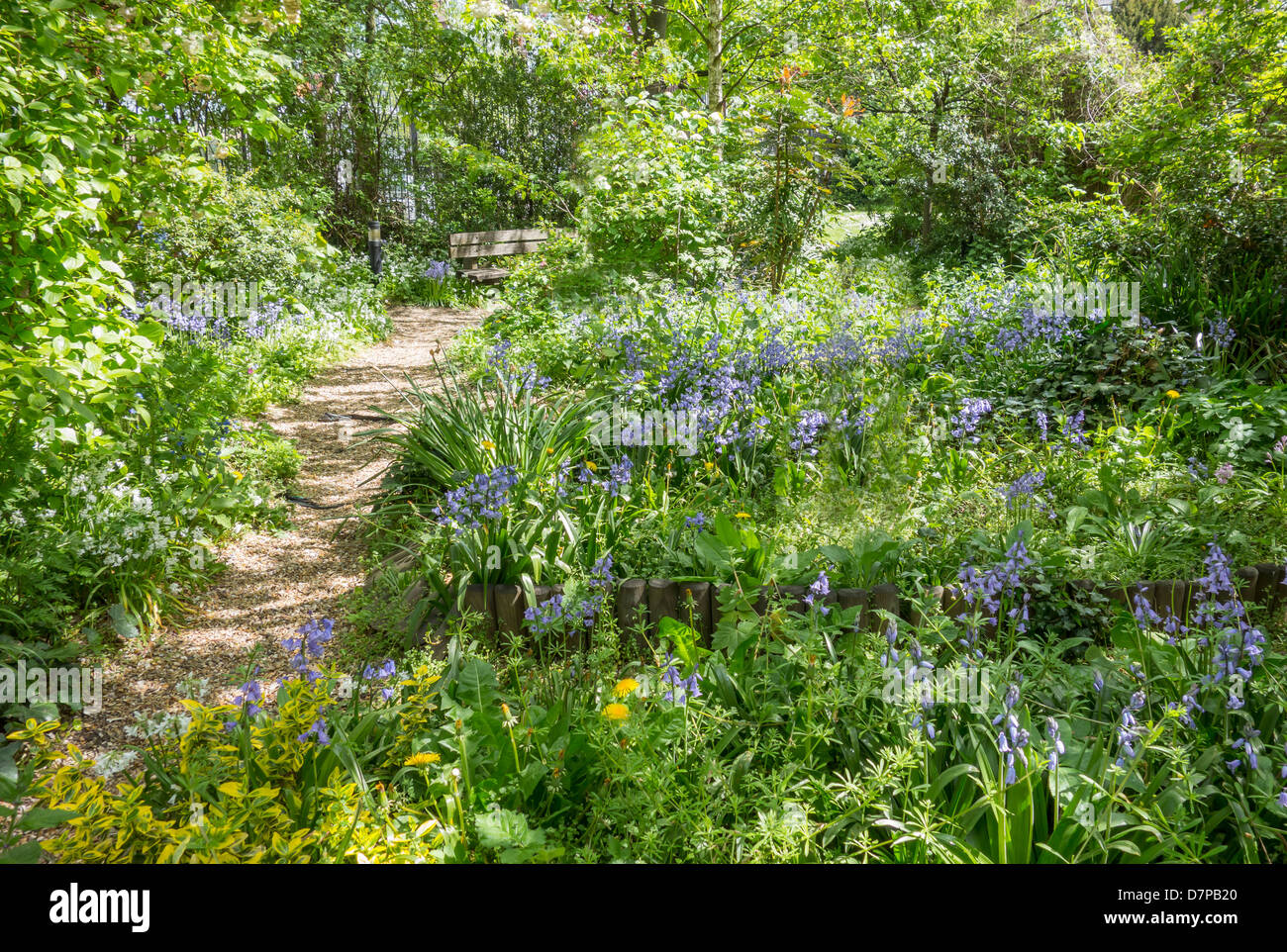 Spring Woodland Garden with bluebells in flower Stock Photo