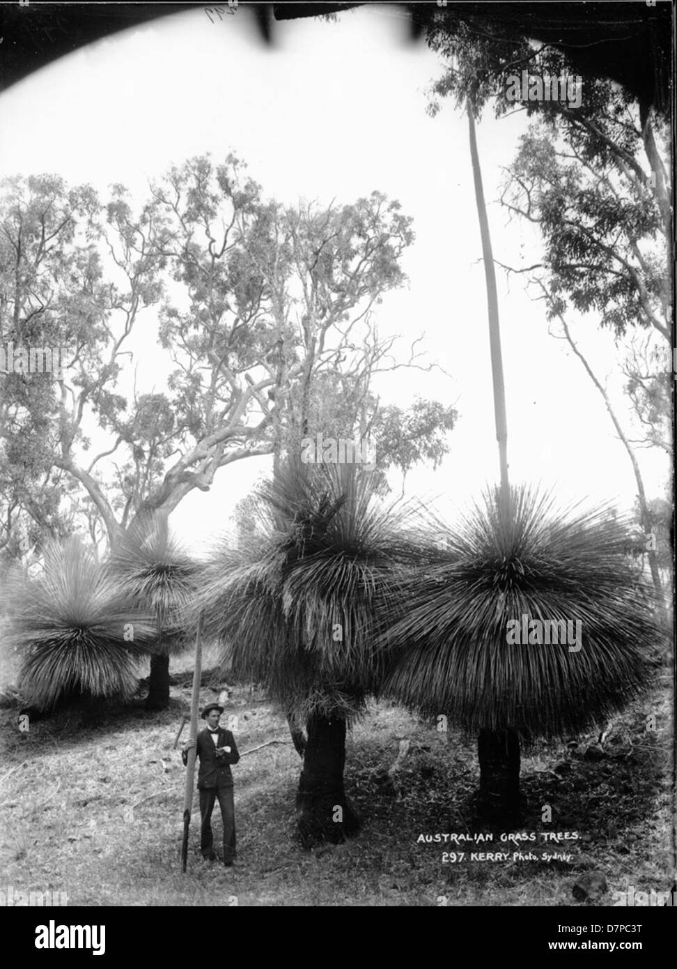 Australian shrubs Black and White Stock Photos & Images - Alamy