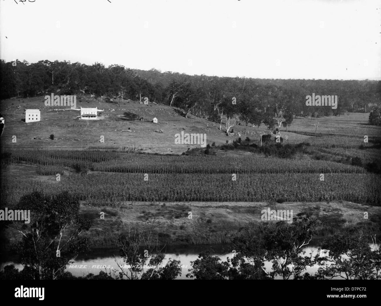 Crop of maize Black and White Stock Photos & Images - Alamy